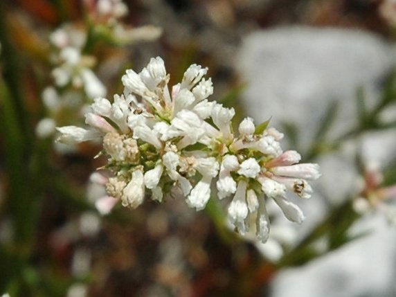 Asperula cynanchica / Stellina comune